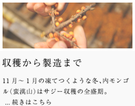 収穫から製造まで　11月～1月の凍てつくような冬、内モンゴル（蛮漢山）はサジー収穫の全盛期。